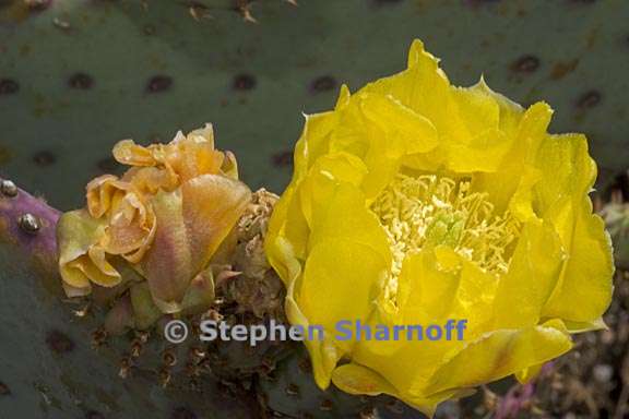 opuntia aff santa rita 1 graphic